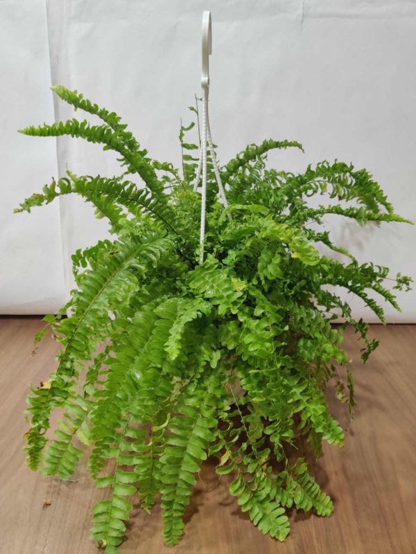 Sword Fern Hanging 17 cm pot