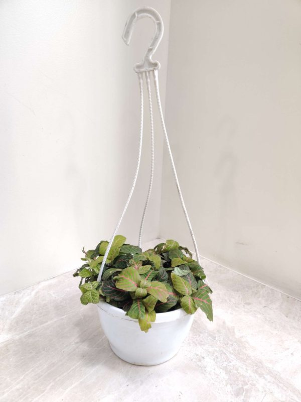 Fittonia Yellow 17 cm Pot