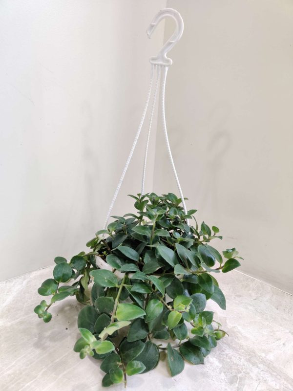 Lipastic Plant Hanging 17 cm Pot