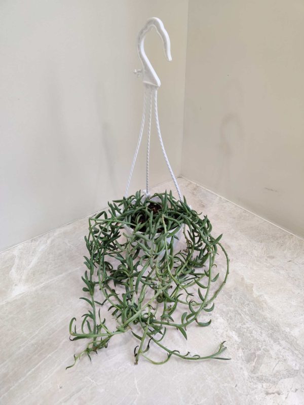 Succulent 15 cm Hanging Pot