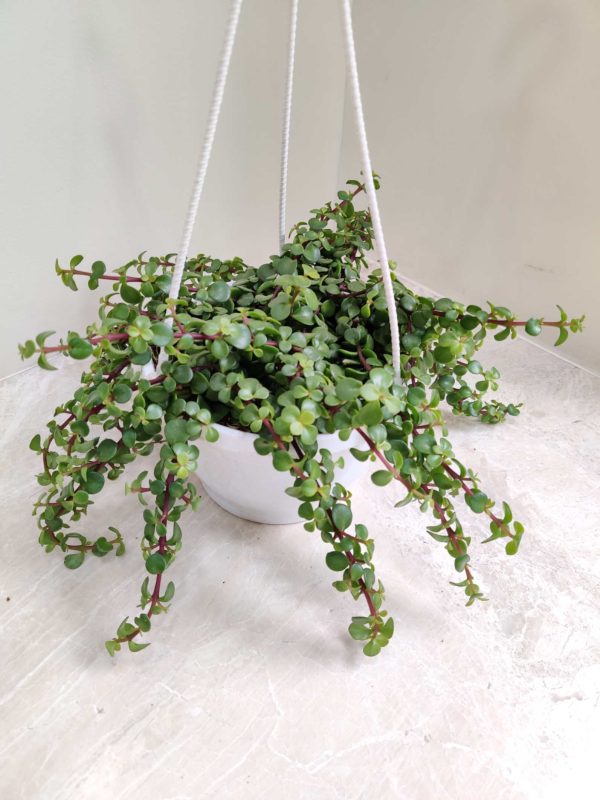 Zed Plant 15 cm Hanging Pot