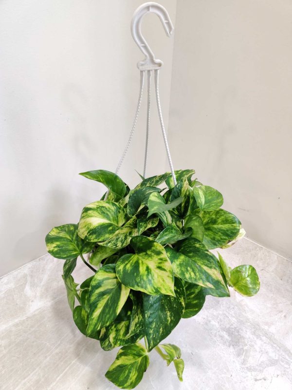 Varigated Money Plant 15 cm Pot