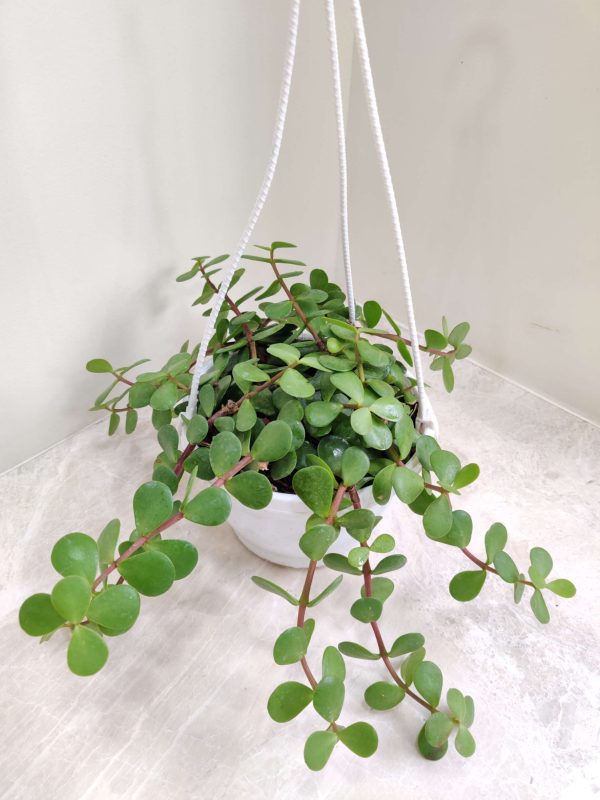 Zed Plant New Dollar 15 cm Hanging Pot