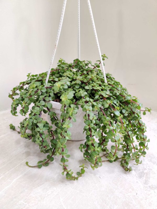 Zed Plant 17 cm Hanging Pot