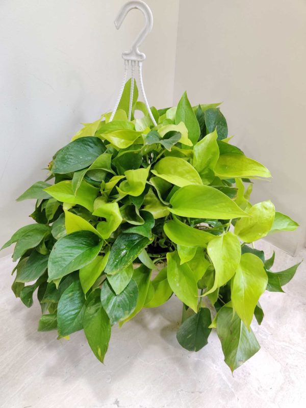 Golden Money Plant Hanging 20 cm Pot