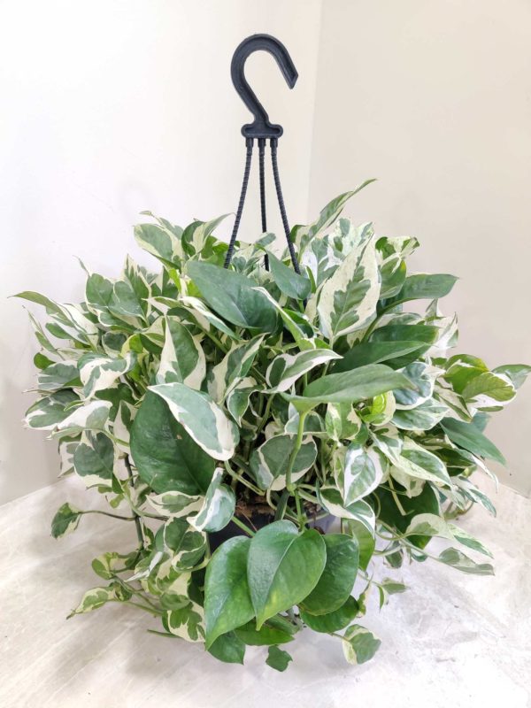 Money Plant Scindaspus Njoy Hanging 20 cm Pot
