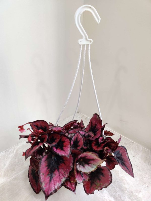 Begonia Rex Red Bull Hanging 17 cm Pot
