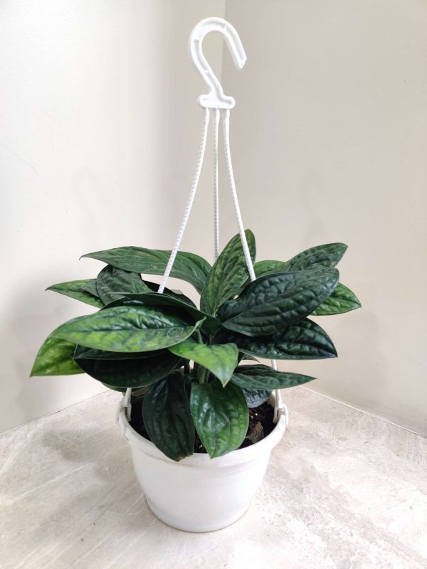 Monstrera Peru 15 cm Hanging Pot