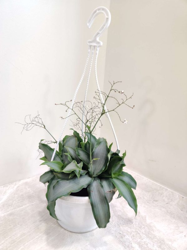 Tradescantia 17 cm Hanging Pot