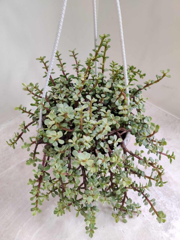 Varigated Jade Plant 15 cm White Hanging Pot
