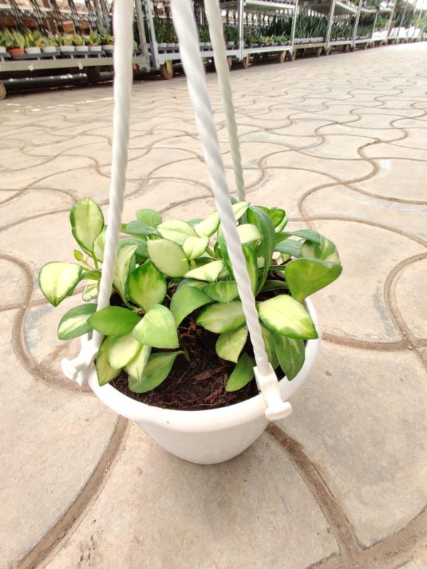 Hoya Carnosa Variegated Hanging Plant 12 cm Pot