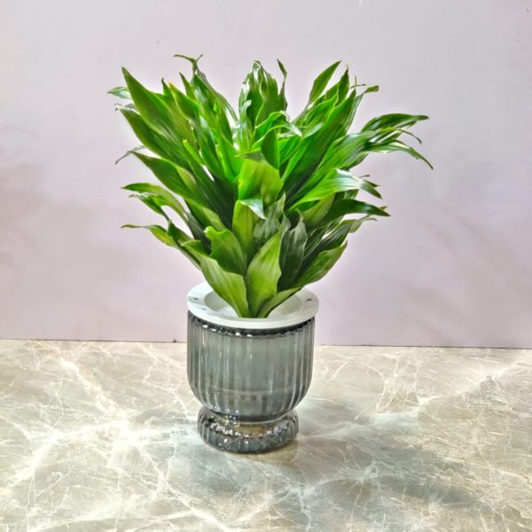 Drecean Watering Plants 12 cm Pot