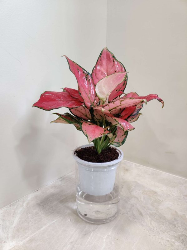 Aglaonema Diamond Water Plant 10 cm Pot