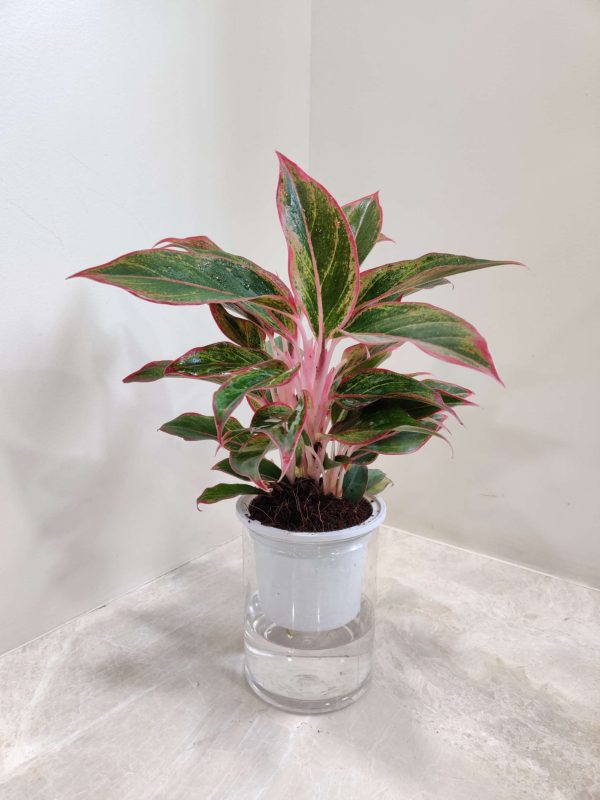 Aglaonema Lipstic Water Plant 10 cm Pot