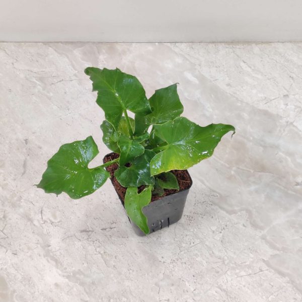 Philodendron Atom 8.5 cm Pot