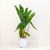 Philodendron Billietiae 12 cm Pot