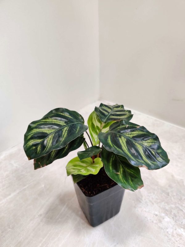 Calathea Makoyana 8.5 cm Pot