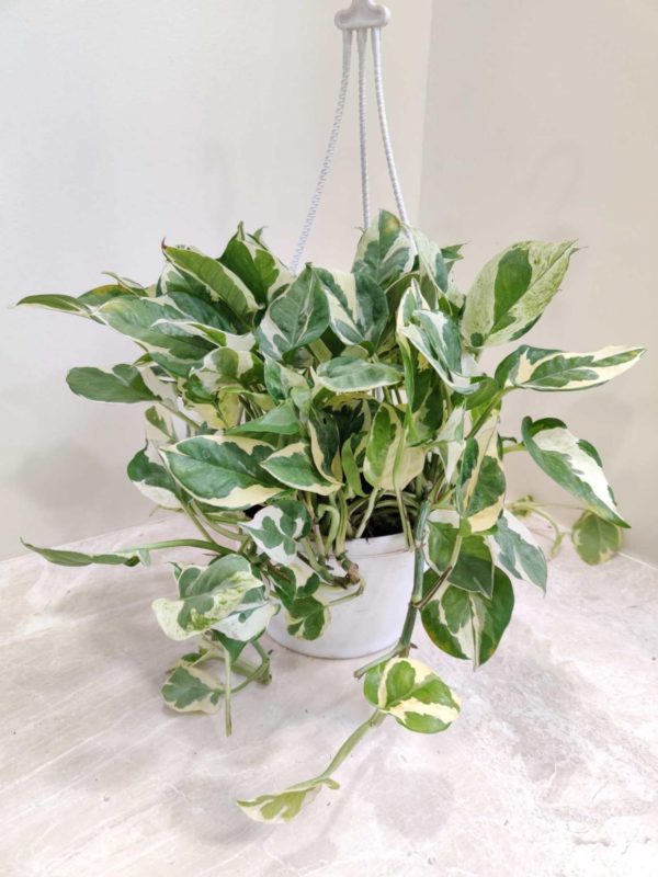 Scindaspus Hanging 17 cm Pot