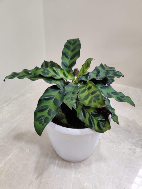 Calathea Insignis 12 cm Pot