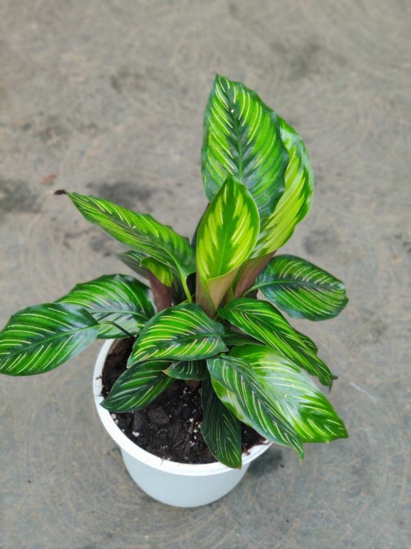 Calathea Beauty Star 18 cm Pot