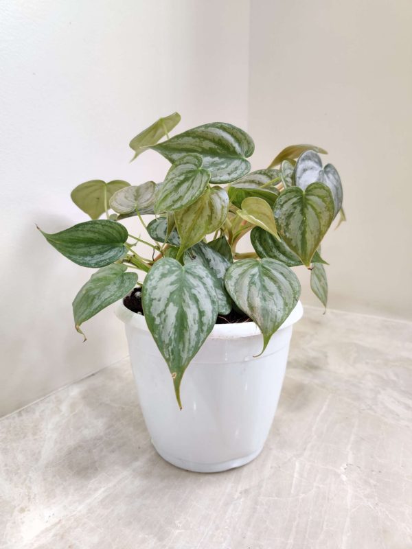 Philodendron Brandtianum 12 cm Pot
