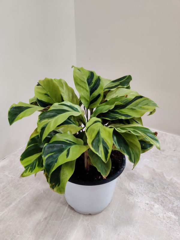 Calathea Yellow Fusion 12 cm Pot