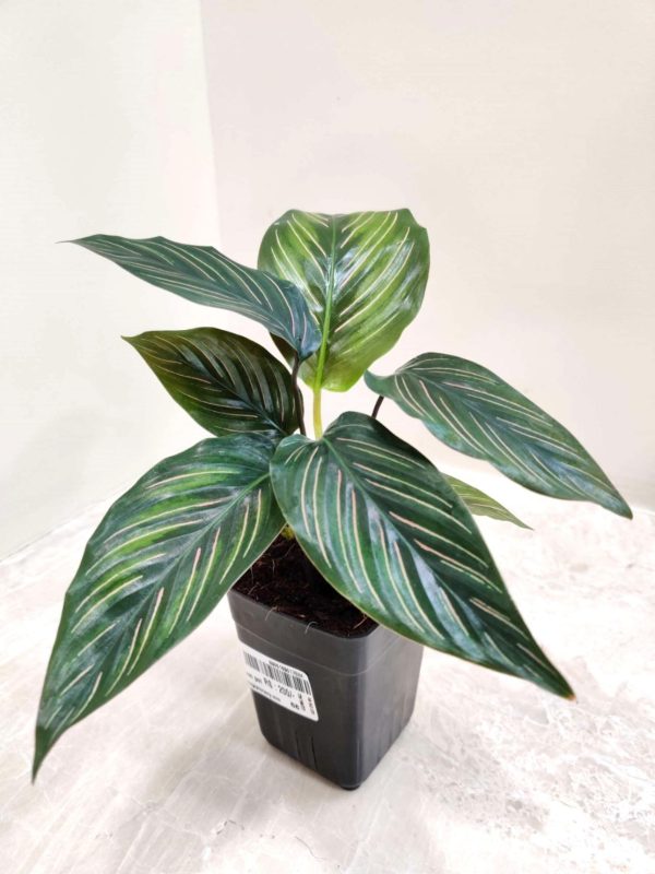 Calathea Beauty Star 8.5 cm Pot