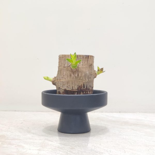 Brazilian Lucky Wood
