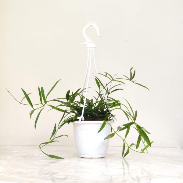 Hoya Longifolia Hanging Plant 12 cm Pot