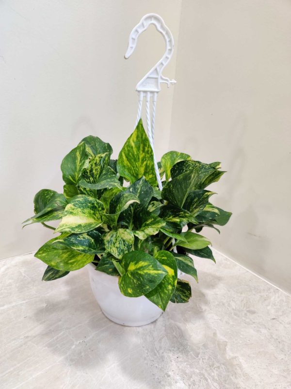 Varigated Money Plant Hanging Mini New 15 cm Pot