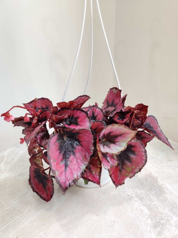 Begonia Rex Red Bull Hanging 17 cm Pot