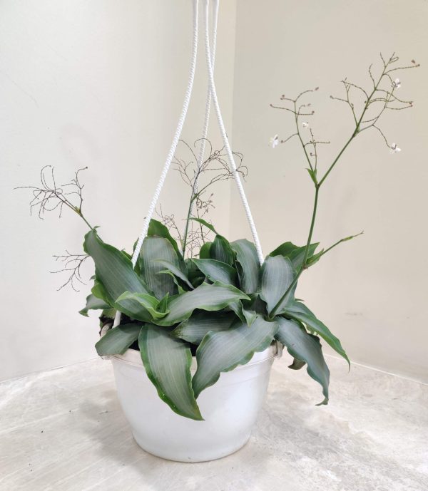 Tradescantia 17 cm Hanging Pot