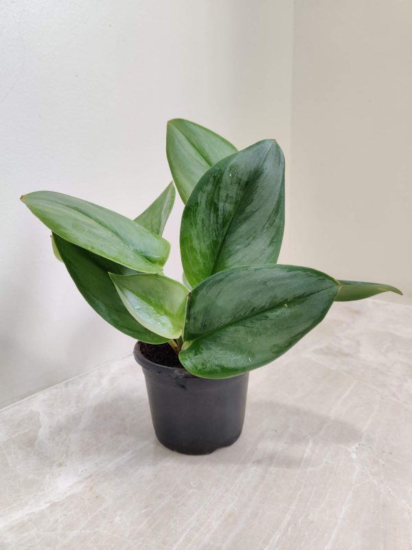 Scindapsus Treubii 'Moonlight 8.5 cm Pot