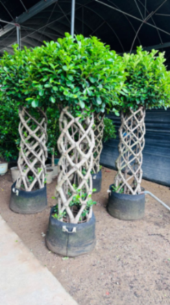 Ficus Cage 1.5-2 m