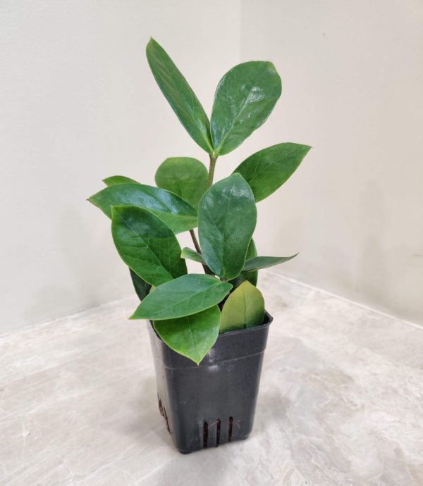 Zamiaculacus Zamifolia (ZZ Plant) 8.5 cm Pot