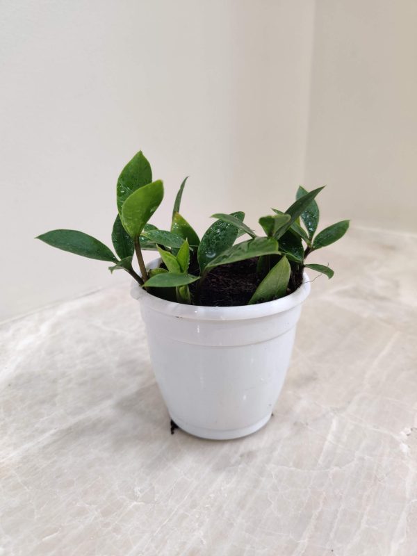 Zamioculcas Zamiifolia Zamicro 7 cm Pot