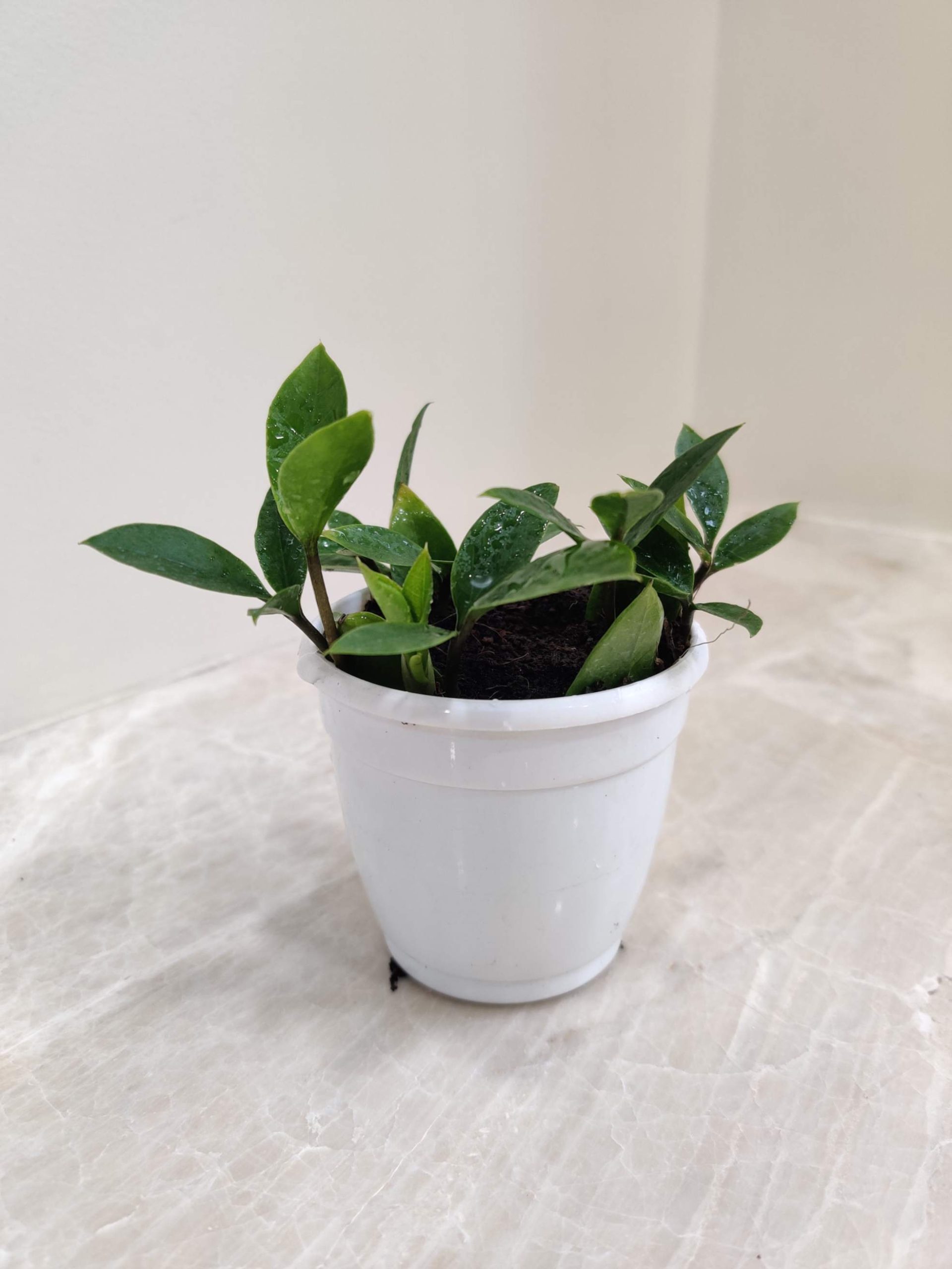 Zamioculcas Zamiifolia Zamicro 7 cm Pot