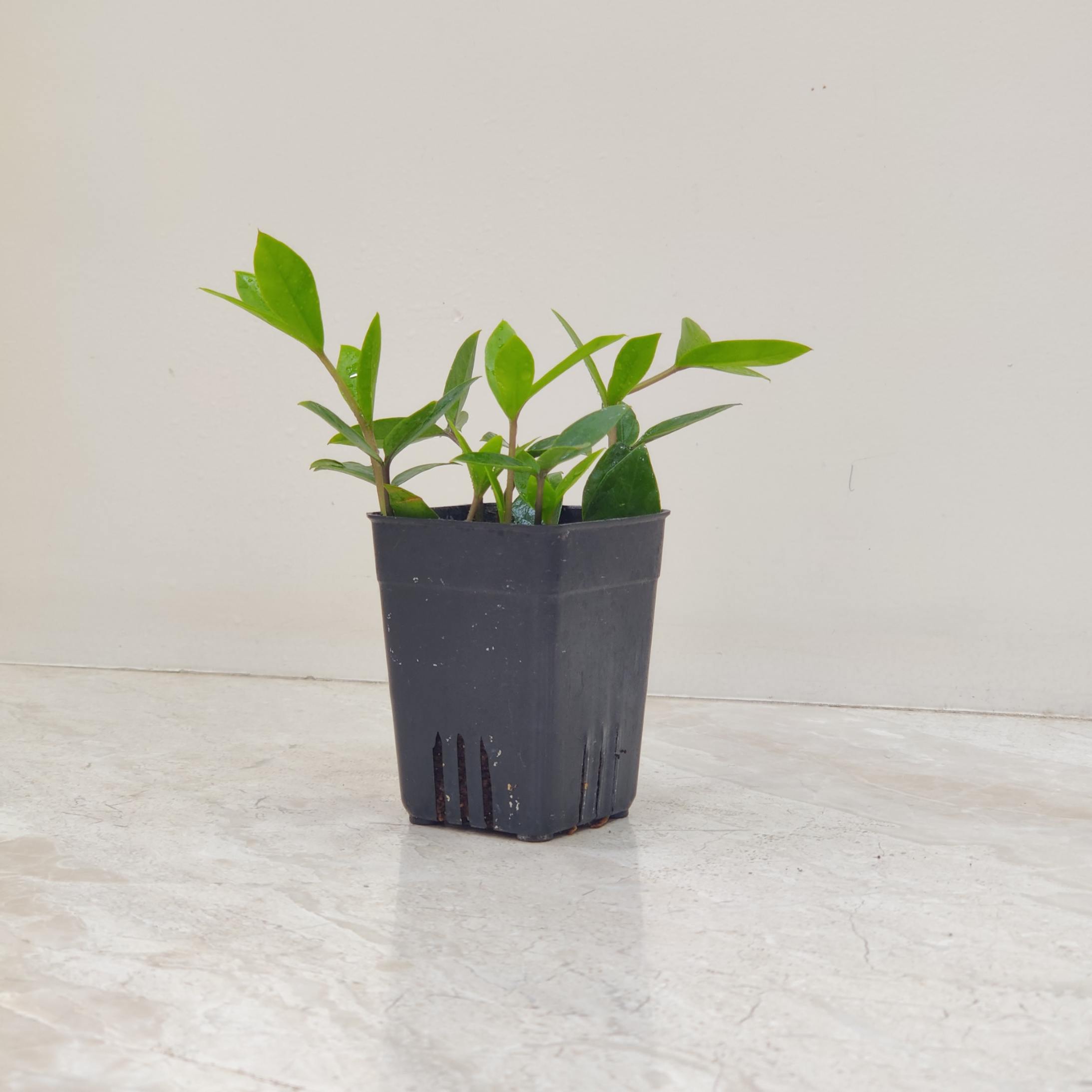 Zamia Zamifolla Zamicro 8.5 cm Pot