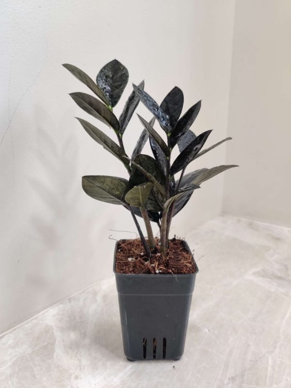 Zamiaculacus Raven ( Black Zamia ) 8.5 cm Pot