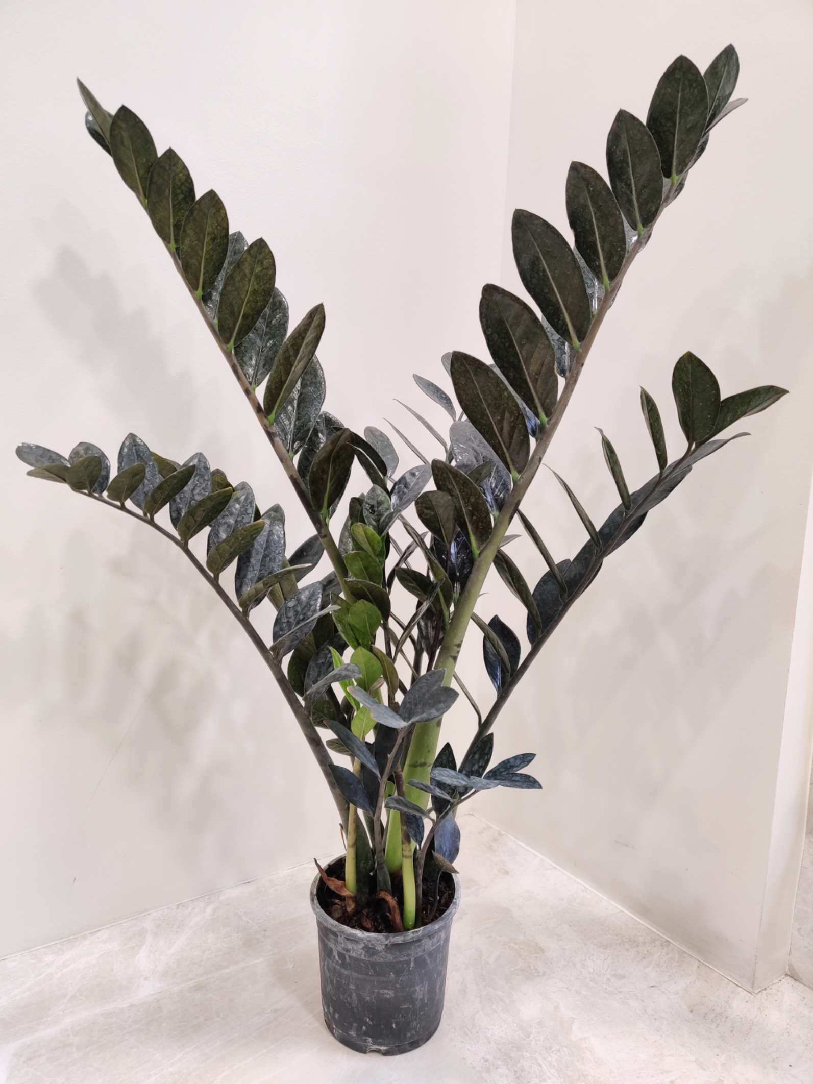 Zamiaculacus Raven ( Black Zamia ) 12 cm Pot