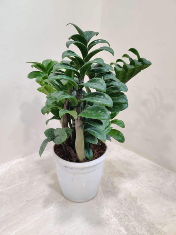 Zamiaculacus Zenzii ( ZZ Plant ) 12 cm Pot