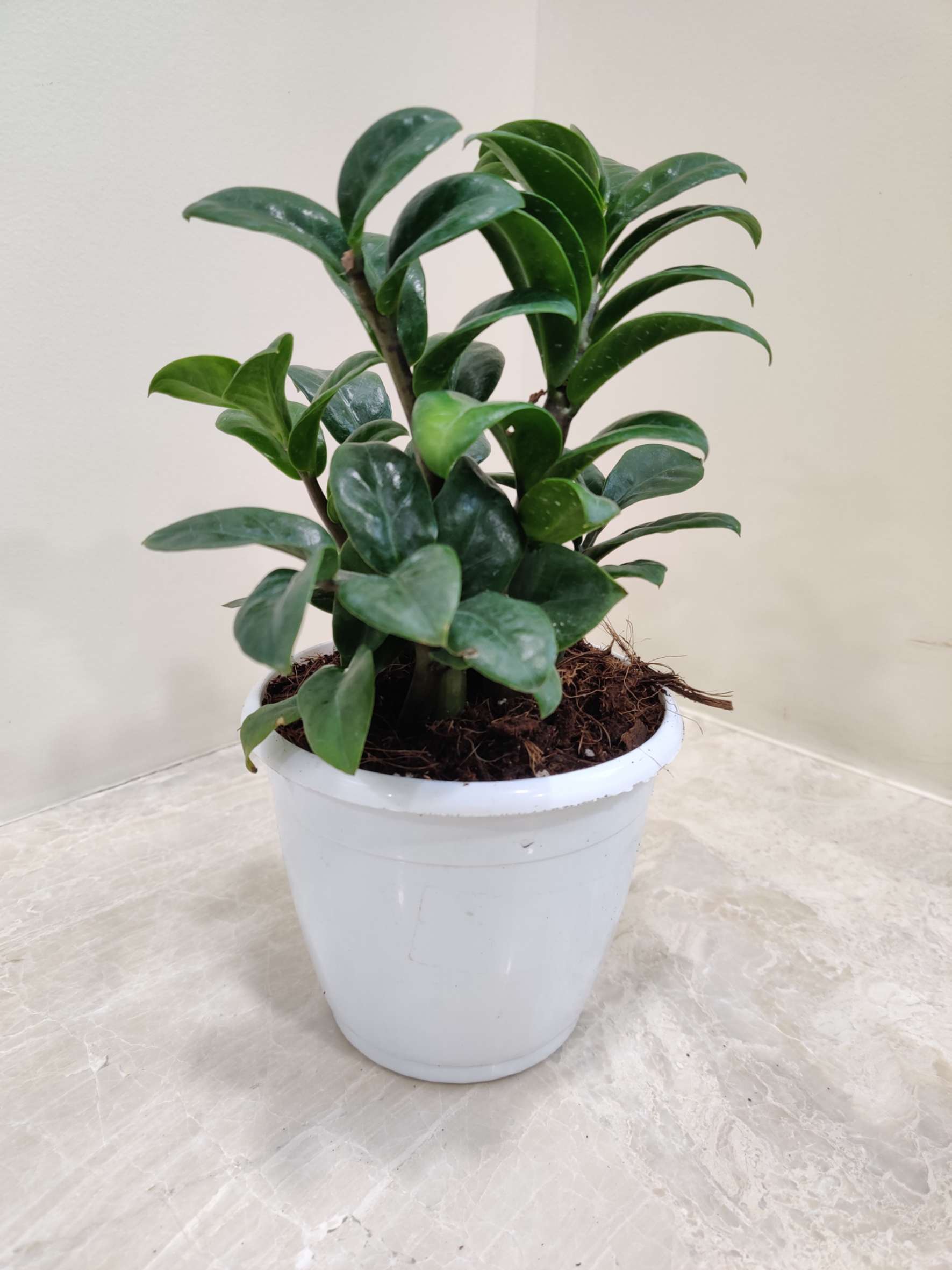 Zamia Zenzii 12 cm Pot