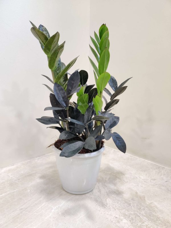 Zamiaculacus Raven ( Black Zamia ) 12 cm Pot