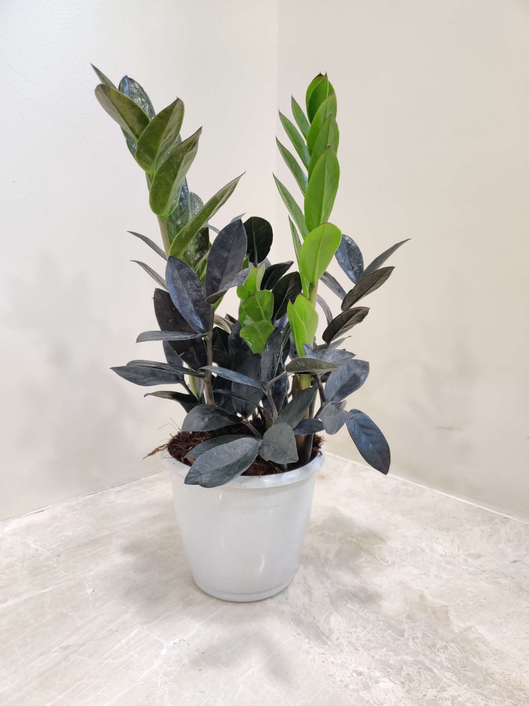 Zamiaculacus Raven ( Black Zamia ) 12 cm Pot