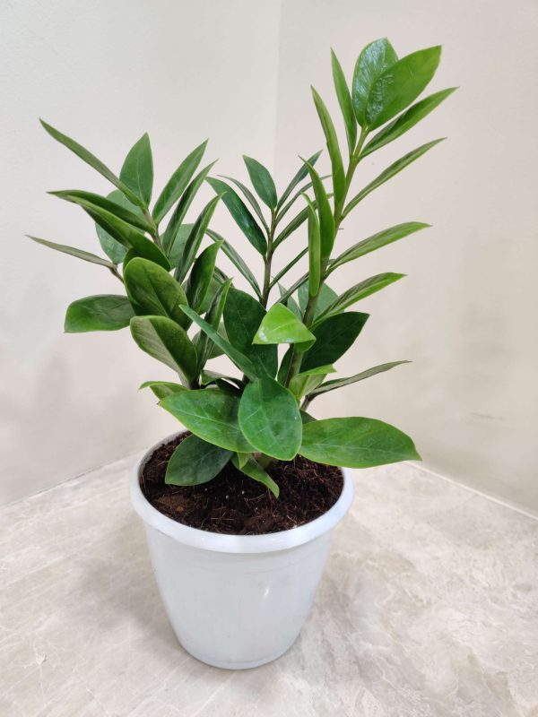 Zamiaculacus Zamifolia (ZZ Plant) 12 cm Pot