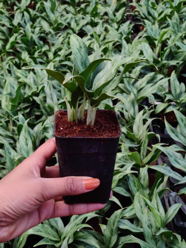 Aglaonema White Stem