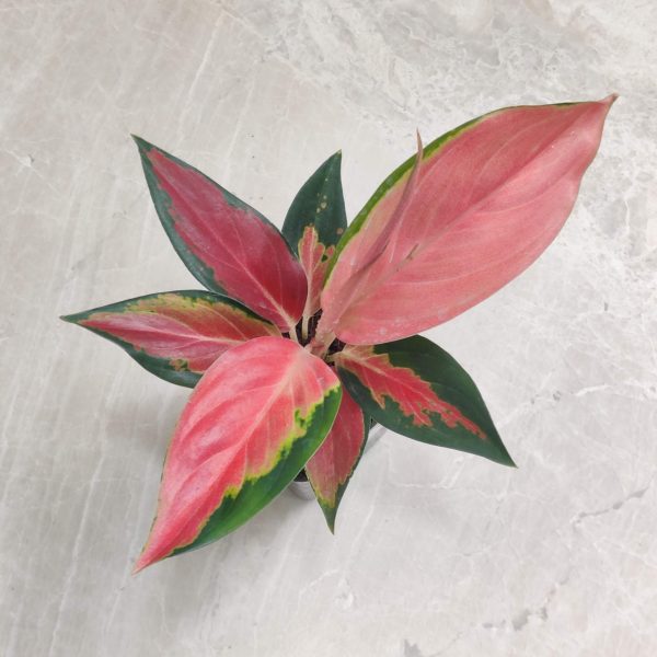 Aglaonema Thailand Red New 7 cm Pot