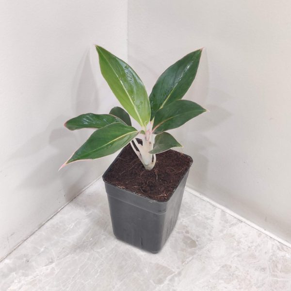 Aglaonema Sapphire Suzanne 7 cm Pot