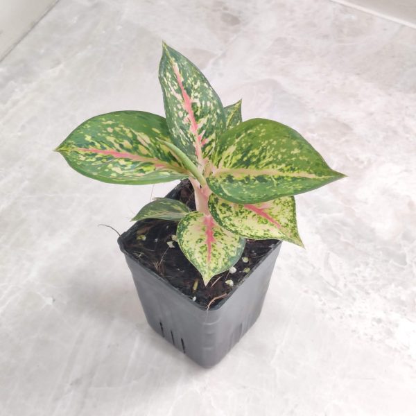 Aglaonema Ten Karat 7 cm Pot