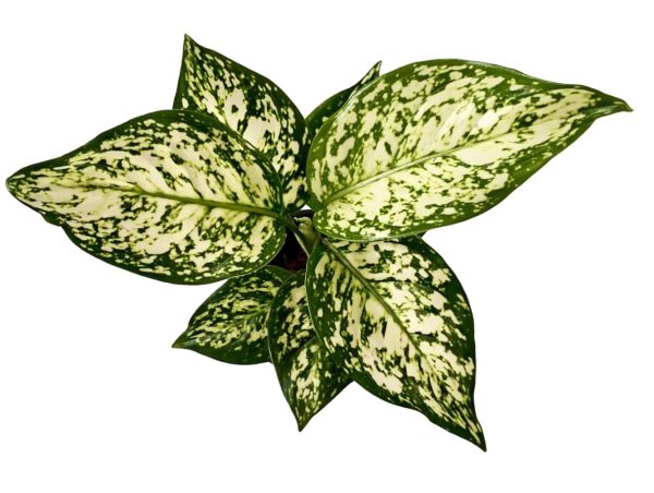 Aglaonema White Anjuman 7 cm Pot